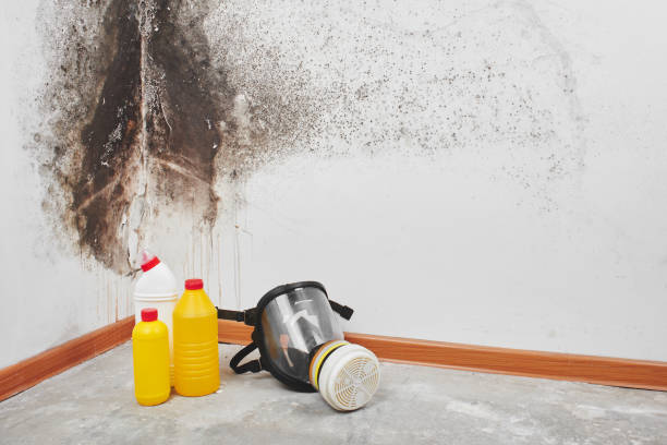 Best Black Mold Remediation in Bakersfield, CA