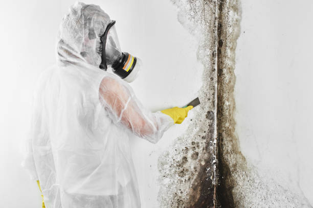 Best Mold Testing and Inspection Services in Bakersfield, CA