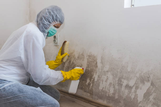 Best Commercial Mold Remediation in Bakersfield, CA