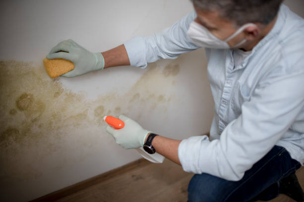 Best Bathroom Mold Remediation in Bakersfield, CA